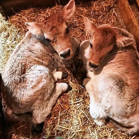 Alfaierhof-bergheimat Pensión 4*