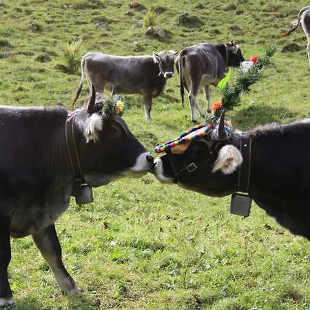 Alfaierhof-bergheimat 4*